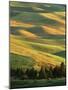 Wheat Fields, Palouse, Steptoe Butte State Park, Whitman County, Washington, USA-Charles Gurche-Mounted Photographic Print