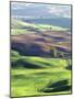 Wheat Fields, Palouse, Steptoe Butte State Park, Whitman County, Washington, USA-Charles Gurche-Mounted Photographic Print