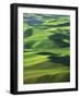 Wheat Fields, Palouse, Steptoe Butte State Park, Whitman County, Washington, USA-Charles Gurche-Framed Photographic Print