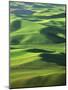 Wheat Fields, Palouse, Steptoe Butte State Park, Whitman County, Washington, USA-Charles Gurche-Mounted Photographic Print