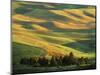 Wheat Fields, Palouse, Steptoe Butte State Park, Whitman County, Washington, USA-Charles Gurche-Mounted Photographic Print