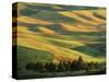 Wheat Fields, Palouse, Steptoe Butte State Park, Whitman County, Washington, USA-Charles Gurche-Stretched Canvas