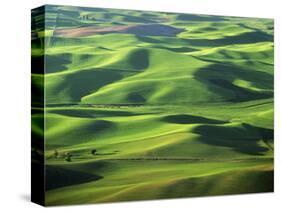 Wheat Fields, Palouse, Steptoe Butte State Park, Whitman County, Washington, USA-Charles Gurche-Stretched Canvas