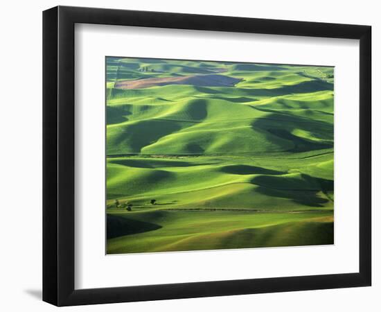 Wheat Fields, Palouse, Steptoe Butte State Park, Whitman County, Washington, USA-Charles Gurche-Framed Photographic Print