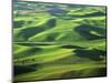 Wheat Fields, Palouse, Steptoe Butte State Park, Whitman County, Washington, USA-Charles Gurche-Mounted Photographic Print