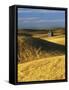 Wheat fields, Palouse, Whitman County, Washington, USA-Charles Gurche-Framed Stretched Canvas