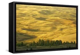 Wheat Fields, Palouse, Whitman County, Washington, USA-Charles Gurche-Framed Stretched Canvas