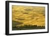 Wheat Fields, Palouse, Whitman County, Washington, USA-Charles Gurche-Framed Photographic Print