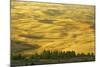 Wheat Fields, Palouse, Whitman County, Washington, USA-Charles Gurche-Mounted Photographic Print