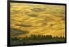 Wheat Fields, Palouse, Whitman County, Washington, USA-Charles Gurche-Framed Photographic Print