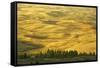 Wheat Fields, Palouse, Whitman County, Washington, USA-Charles Gurche-Framed Stretched Canvas