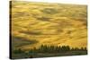 Wheat Fields, Palouse, Whitman County, Washington, USA-Charles Gurche-Stretched Canvas