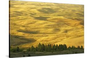 Wheat Fields, Palouse, Whitman County, Washington, USA-Charles Gurche-Stretched Canvas