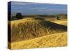 Wheat fields, Palouse, Whitman County, Washington, USA-Charles Gurche-Stretched Canvas