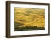 Wheat Fields, Palouse, Whitman County, Washington, USA-Charles Gurche-Framed Photographic Print