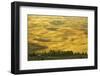 Wheat Fields, Palouse, Whitman County, Washington, USA-Charles Gurche-Framed Photographic Print