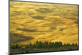 Wheat Fields, Palouse, Whitman County, Washington, USA-Charles Gurche-Mounted Photographic Print