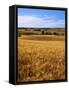 Wheat fields, Whitman County, Washington, USA-Charles Gurche-Framed Stretched Canvas