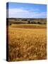 Wheat fields, Whitman County, Washington, USA-Charles Gurche-Stretched Canvas