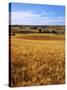 Wheat fields, Whitman County, Washington, USA-Charles Gurche-Stretched Canvas