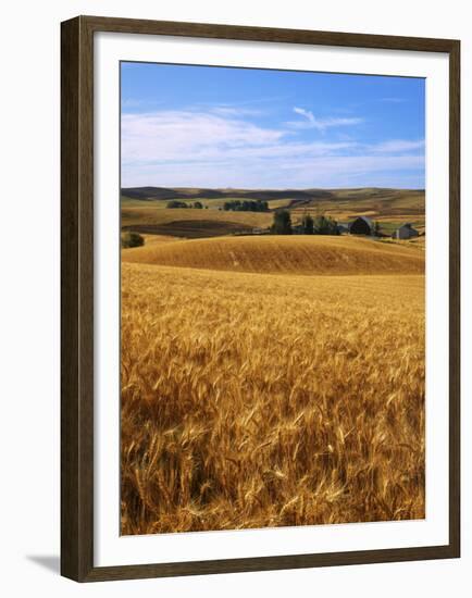 Wheat fields, Whitman County, Washington, USA-Charles Gurche-Framed Premium Photographic Print