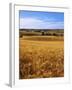 Wheat fields, Whitman County, Washington, USA-Charles Gurche-Framed Premium Photographic Print