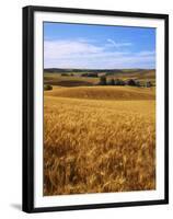 Wheat fields, Whitman County, Washington, USA-Charles Gurche-Framed Premium Photographic Print