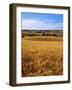 Wheat fields, Whitman County, Washington, USA-Charles Gurche-Framed Photographic Print