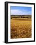 Wheat fields, Whitman County, Washington, USA-Charles Gurche-Framed Photographic Print