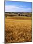 Wheat fields, Whitman County, Washington, USA-Charles Gurche-Mounted Photographic Print