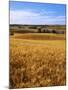 Wheat fields, Whitman County, Washington, USA-Charles Gurche-Mounted Photographic Print