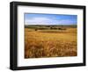 Wheat fields, Whitman County, Washington, USA-Charles Gurche-Framed Photographic Print