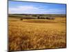 Wheat fields, Whitman County, Washington, USA-Charles Gurche-Mounted Photographic Print