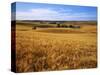 Wheat fields, Whitman County, Washington, USA-Charles Gurche-Stretched Canvas