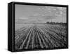 Wheat Fields-Margaret Bourke-White-Framed Stretched Canvas