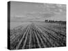 Wheat Fields-Margaret Bourke-White-Stretched Canvas