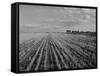 Wheat Fields-Margaret Bourke-White-Framed Stretched Canvas