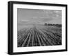 Wheat Fields-Margaret Bourke-White-Framed Photographic Print