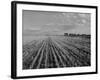 Wheat Fields-Margaret Bourke-White-Framed Photographic Print