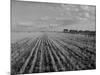 Wheat Fields-Margaret Bourke-White-Mounted Photographic Print