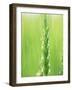 Wheat Flowers-null-Framed Premium Photographic Print