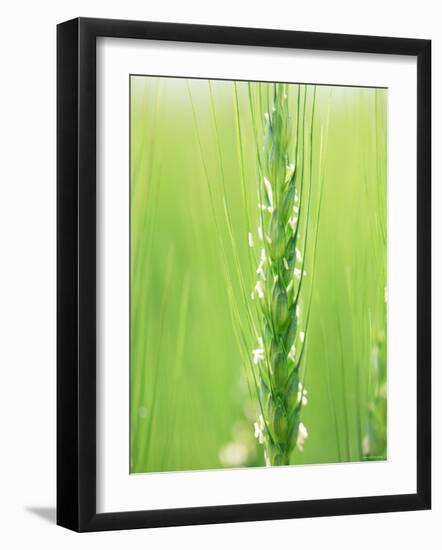 Wheat Flowers-null-Framed Premium Photographic Print