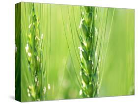 Wheat Flowers-null-Stretched Canvas