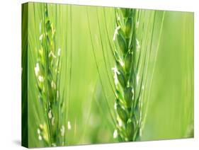 Wheat Flowers-null-Stretched Canvas