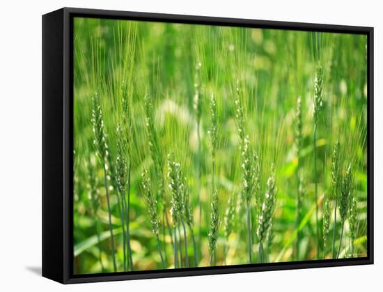 Wheat Flowers-null-Framed Stretched Canvas