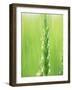 Wheat Flowers-null-Framed Photographic Print