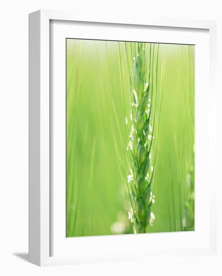 Wheat Flowers-null-Framed Photographic Print