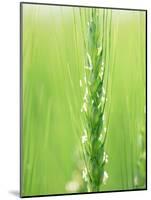 Wheat Flowers-null-Mounted Photographic Print