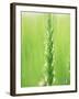 Wheat Flowers-null-Framed Photographic Print