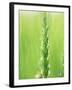 Wheat Flowers-null-Framed Photographic Print